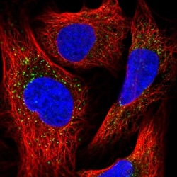 PEX13 Antibody, Novus Biologicals:Antibodies:Primary Antibodies
